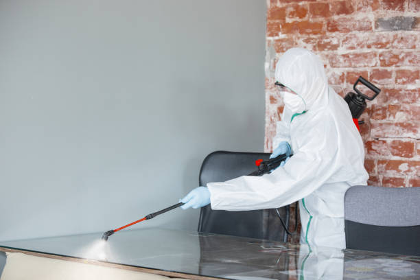 Professional Mold Removal in Morningside, MD